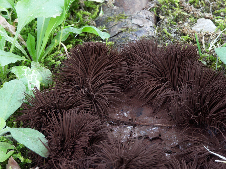 Stemonitis sp da confermare.